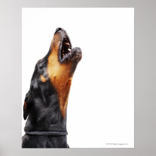 Doberman howling poster