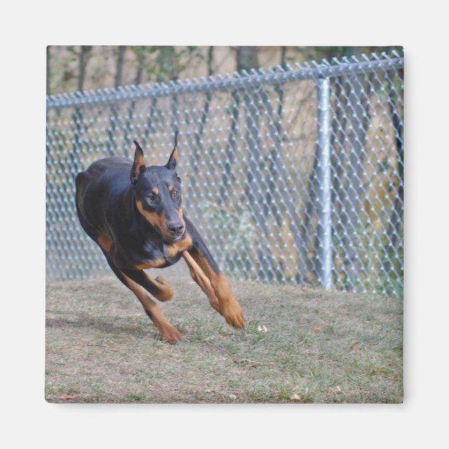 doberman magnet (Front)