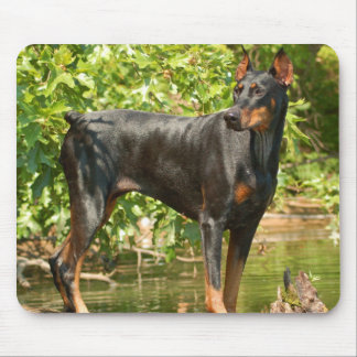 Doberman Mouse pad