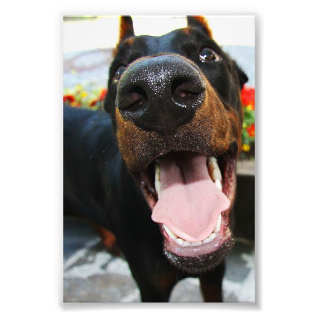 Doberman Photo Print (Front)
