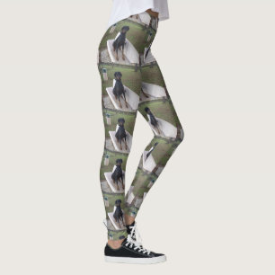 doberman pincher sitting leggings