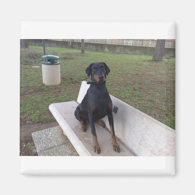 doberman pincher sitting magnet (Front)