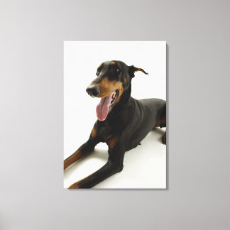 Doberman Pinscher 2 Canvas Print