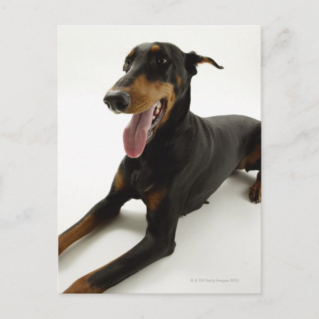 Doberman Pinscher 2 Postcard (Front)