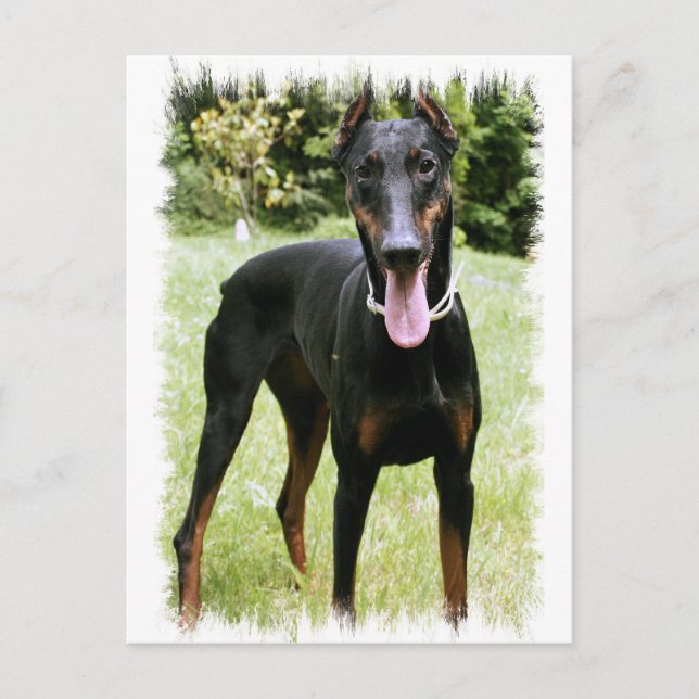 Doberman Pinscher Dog  Postcard (Front)