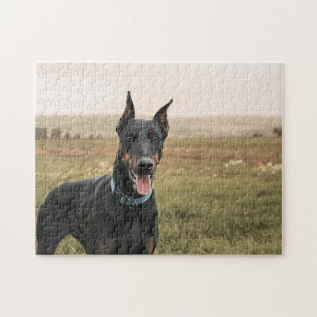 Doberman Pinscher in Field Jigsaw Puzzle (Horizontal)
