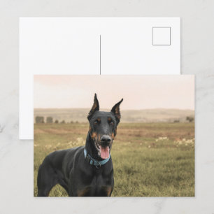 Doberman Pinscher In Field Postcard