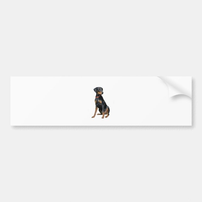 Doberman Pinscher (natural) Bumper Sticker (Front)