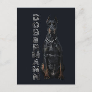 Doberman Pinscher    Postcard