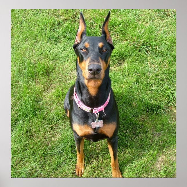 Doberman Pinscher Poster (Front)