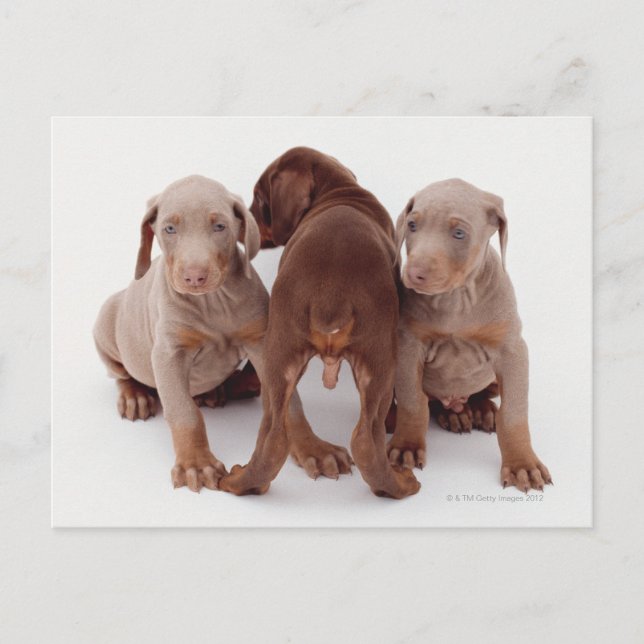 Doberman Pinscher Puppies Postcard (Front)