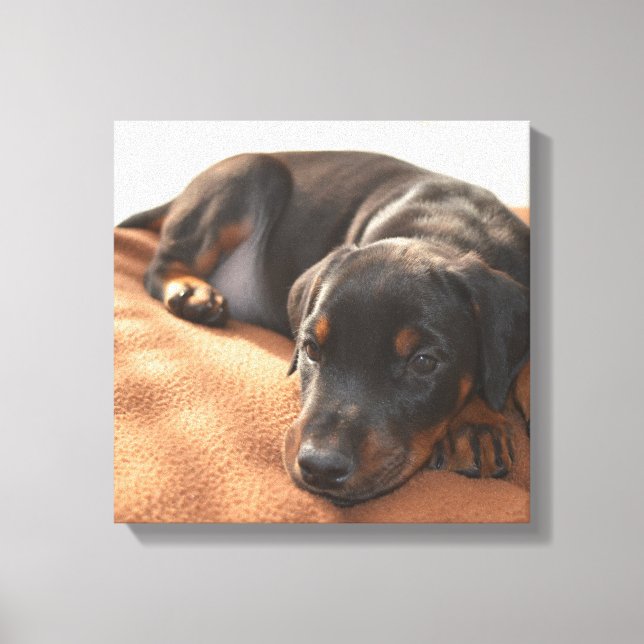 doberman-pinscher-puppy canvas print (Front)
