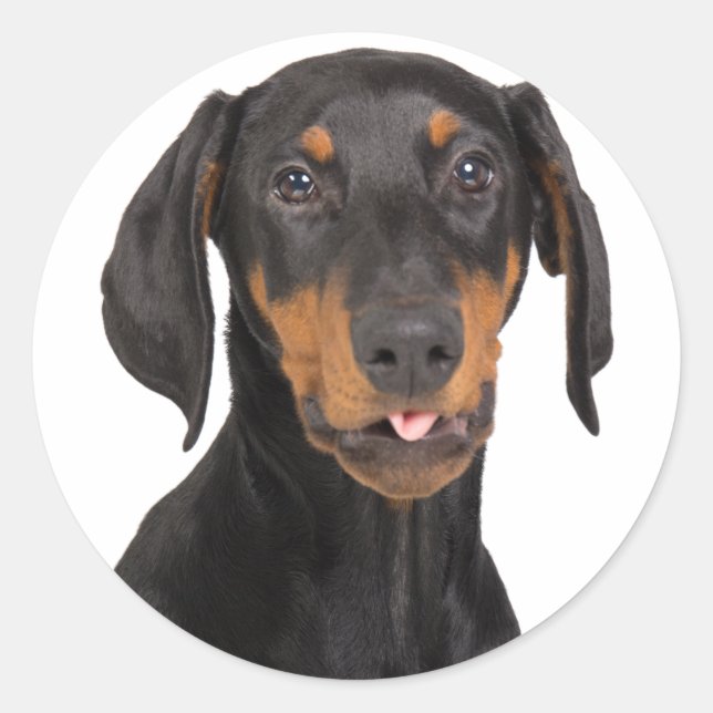 doberman pinscher puppy classic round sticker (Front)