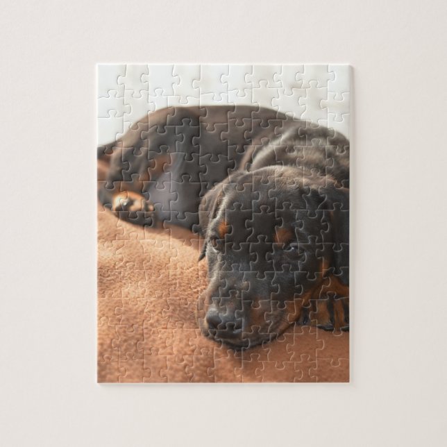 doberman-pinscher-puppy jigsaw puzzle (Vertical)
