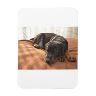 doberman-pinscher-puppy magnet