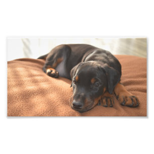 doberman-pinscher-puppy photo print