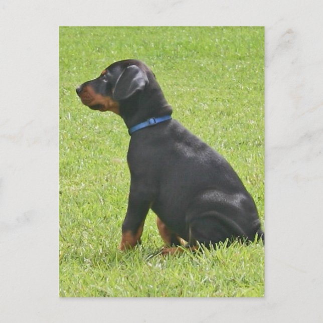 Doberman Pinscher Puppy Postcard (Front)