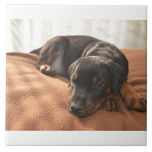 doberman-pinscher-puppy tile