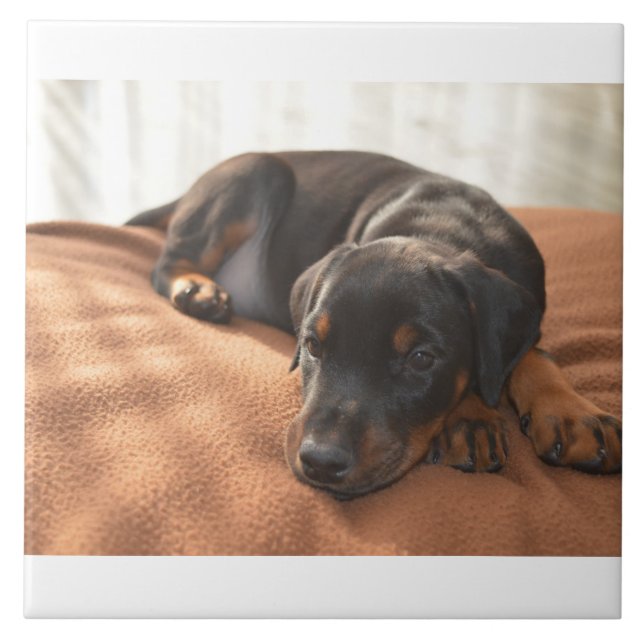 doberman-pinscher-puppy tile (Front)