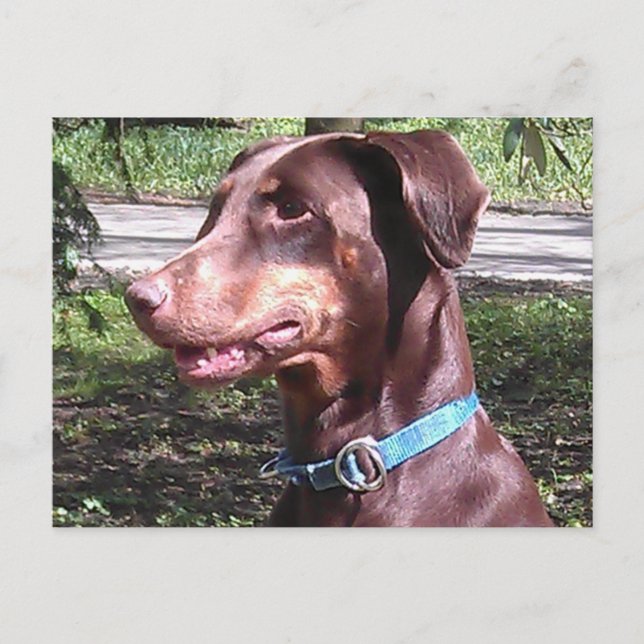 Doberman Pinscher Red Postcard (Front)