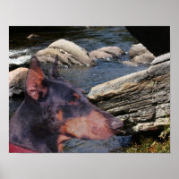 Doberman Pinscher River Rocks Fantasy Art