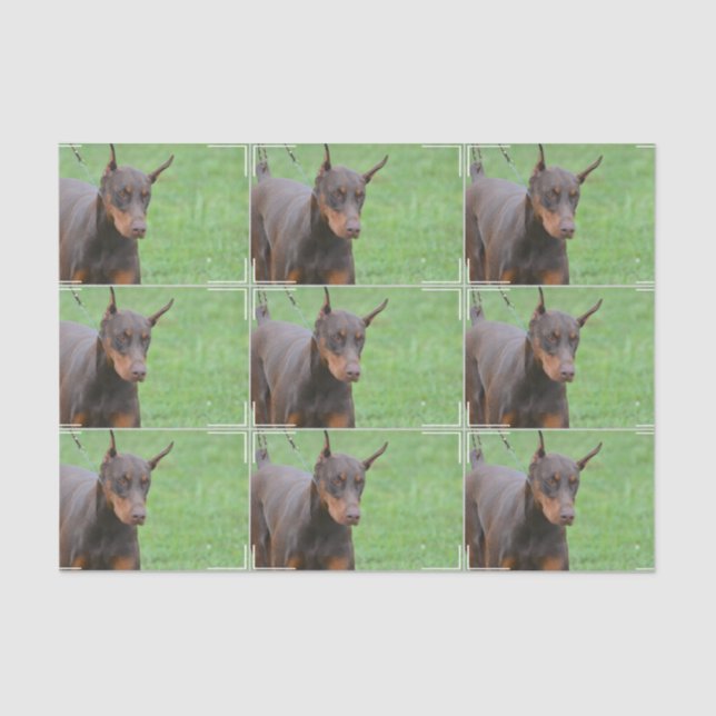 Doberman Pinscher Tissue Paper (Front)