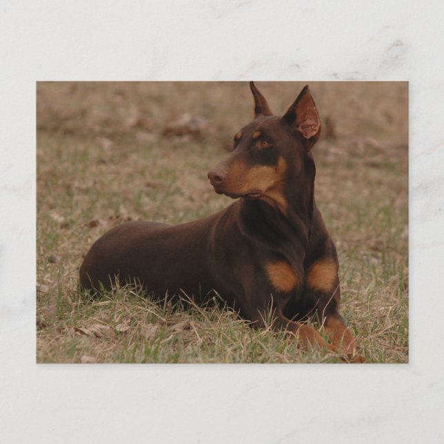 Doberman Postage Stamp Postcard (Front)
