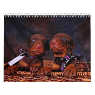 Doberman Puppy Calendar 2012