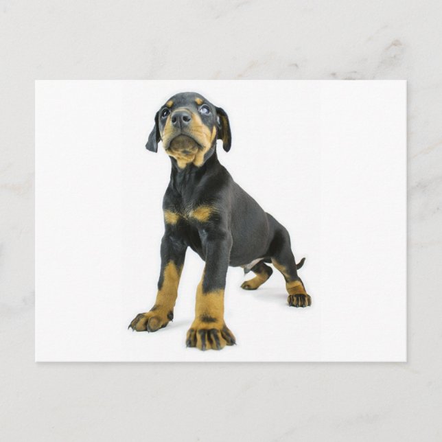 Doberman Puppy Postcard (Front)