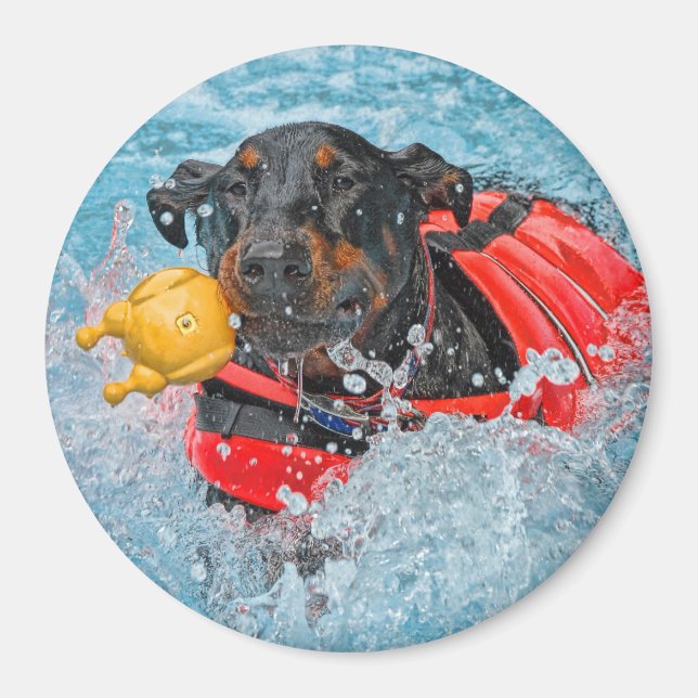 Doberman Swimming With Favourite Toy Magnet (Front)