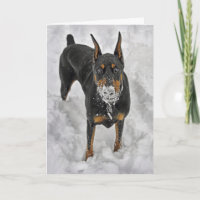 Doberman The Best Joys in Life are Free