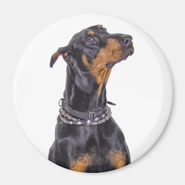Doberman With Sneaky Look Magnet (Front)