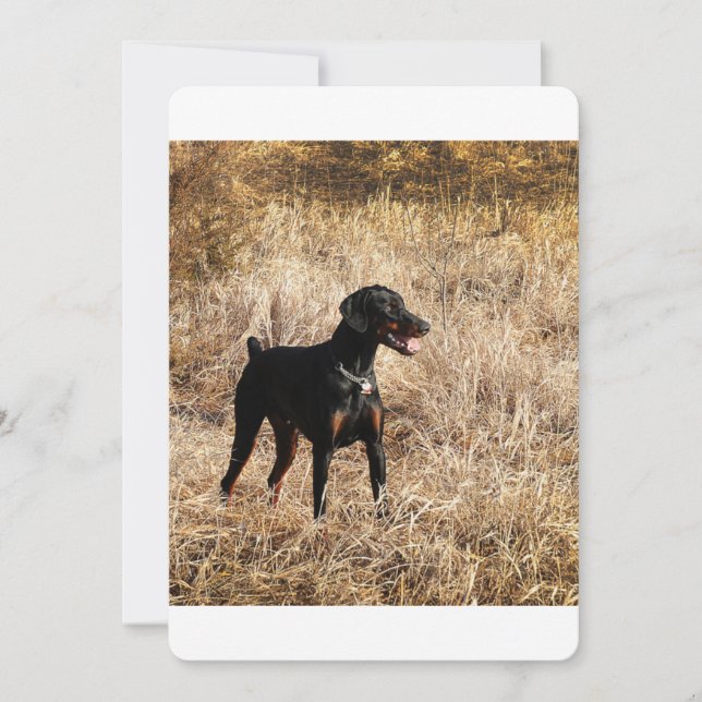 Dobermann_Bruno.png (Front)