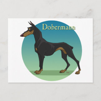 dobermann postcard