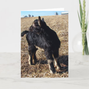 Dobie Goat Kid All Occasions Card