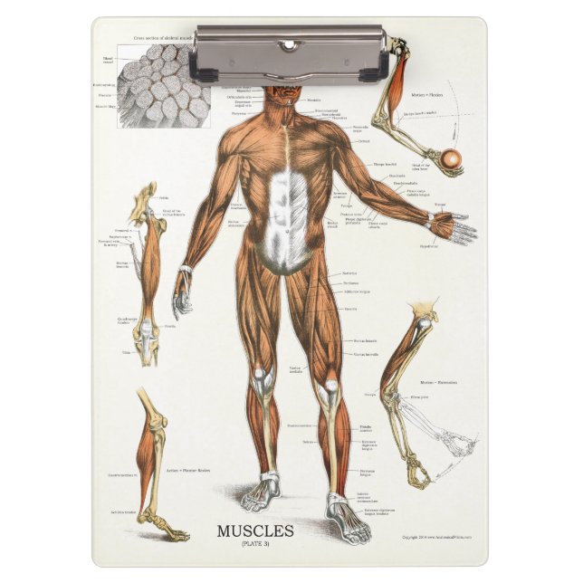 Doctors Office Muscle Anatomy Clipboard (Front)