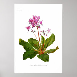 Dodecatheon integrifolium poster