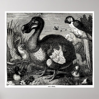 Dodo Antique Print
