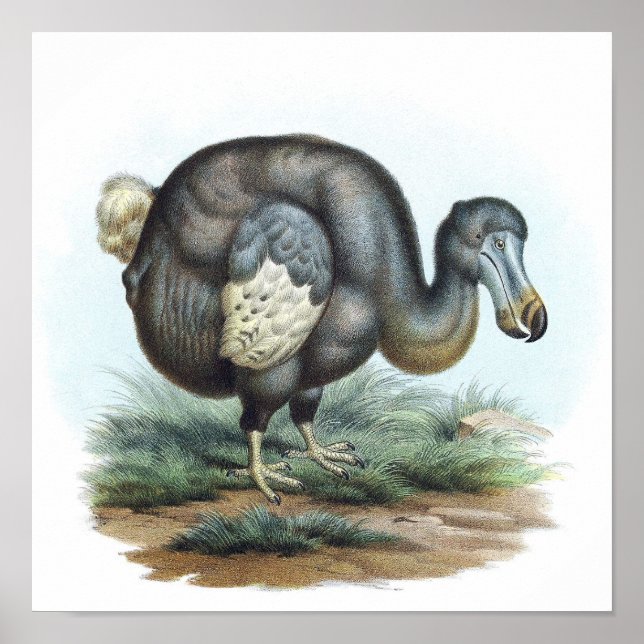Dodo Bird Illustration Poster (Front)