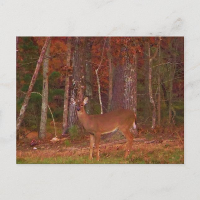 Doe a Deer in Lake Arrowhead Postcard (Front)