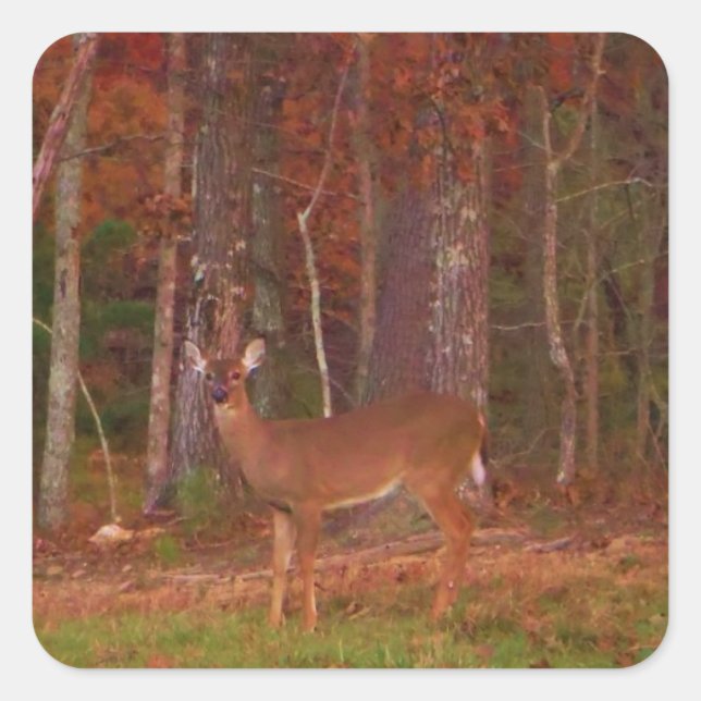 Doe a Deer in Lake Arrowhead Square Sticker (Front)