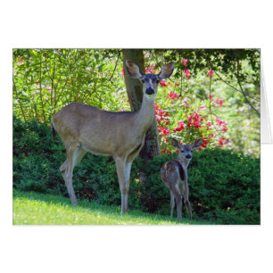 Doe and fawn