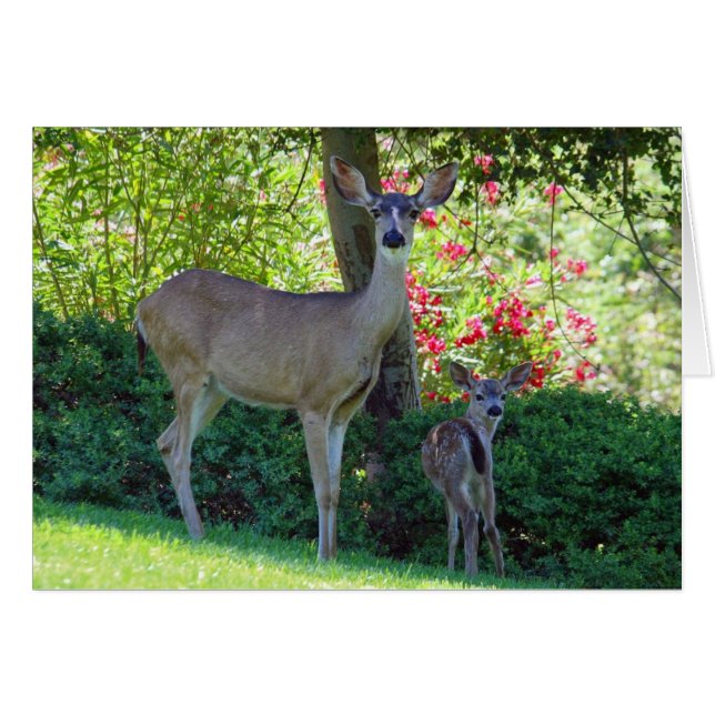 Doe and fawn (Front Horizontal)