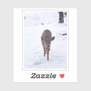 Doe deer in the snow Montana Wildlife photography