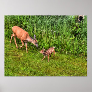 Doe Female Deer and Fawn on Grass Wildlife Photo Poster