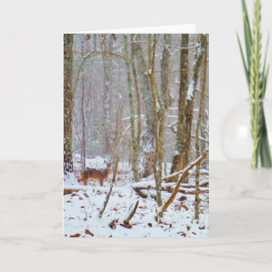 Doe in the snow, Deer in Lake Arrowhead Holiday Card