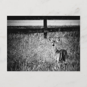 Doe Photograph Postcard