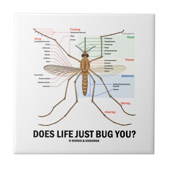 Does Life Just Bug You? (Mosquito Anatomy) Tile (Front)
