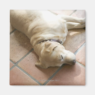 Dog 3 magnet