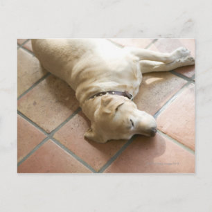 Dog 3 postcard